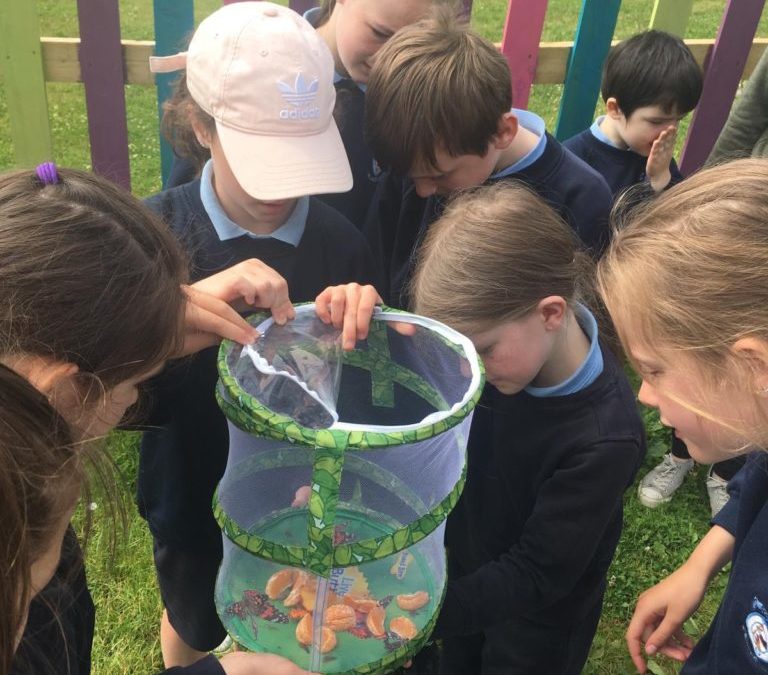 Goodbye to Our Butterflies!