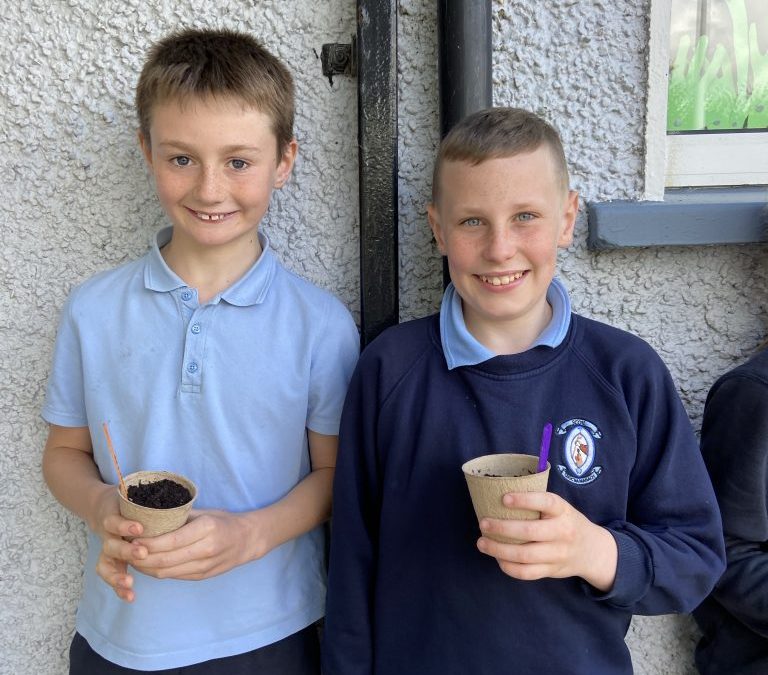 Planting in 3rd and 4th Class